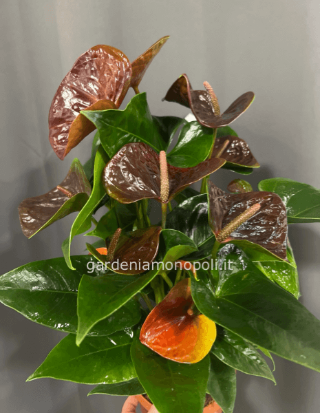 Anthurium chocolate